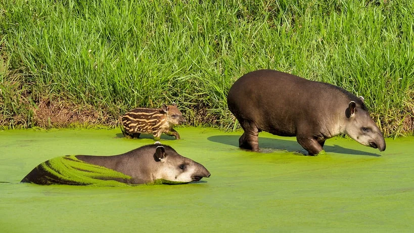 pantanal animals