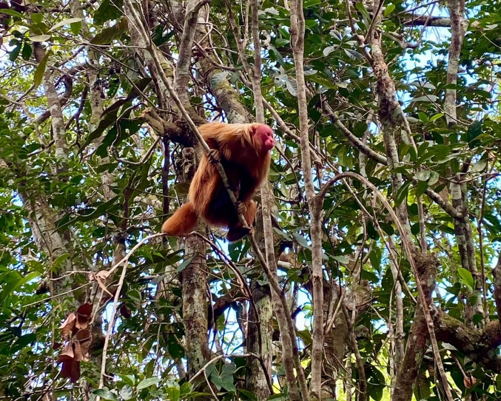mono en el amazonas